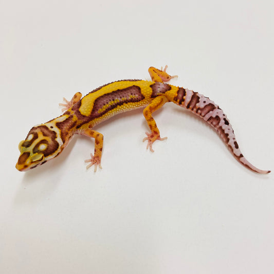 Bold Bell Leopard Gecko 2025-072