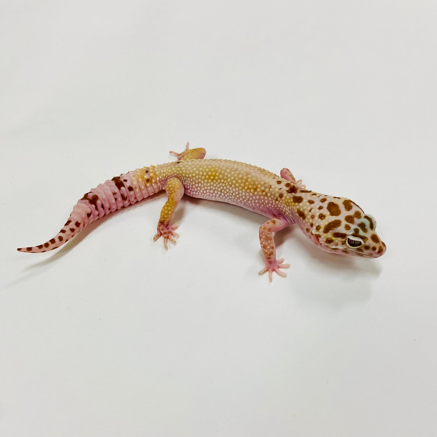 Hypo Mack Snow Tremper W/Y Leopard Gecko Female H-B4-81121-1