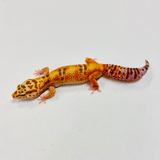 Albino Tremper Tangerine W/Y Leopard Gecko Female I-B6-70123-1