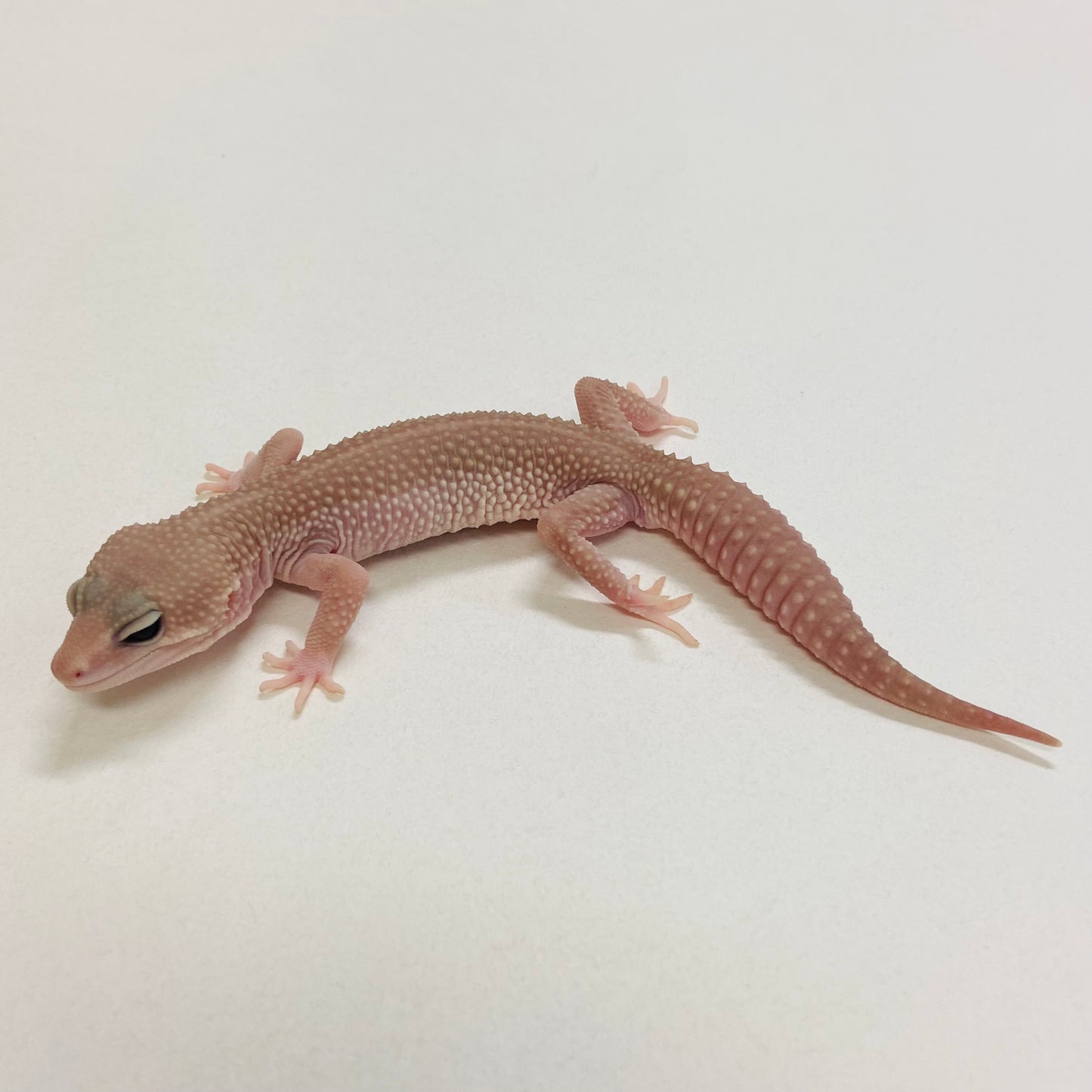 Super Snow Murphy Patternless Male Leopard Gecko 2025-105