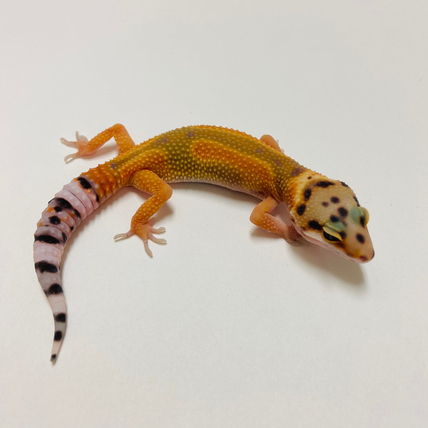 Super Hypo Tangerine Carrot Tail Leopard Gecko 2025-027
