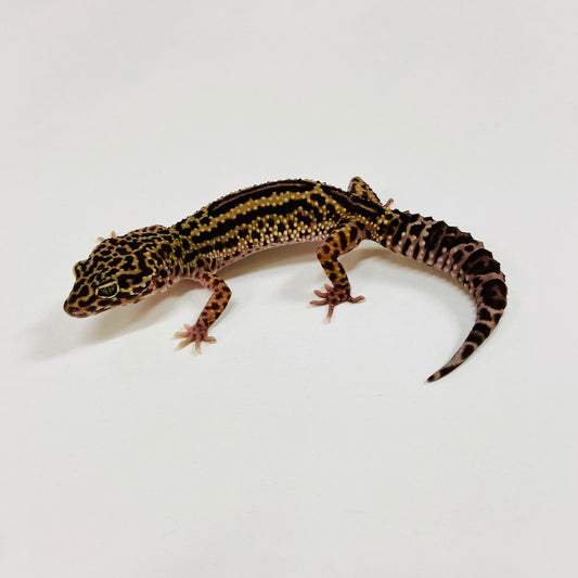 Dark Jungle Mack Snow Leopard Gecko Female G-C6-61723-1