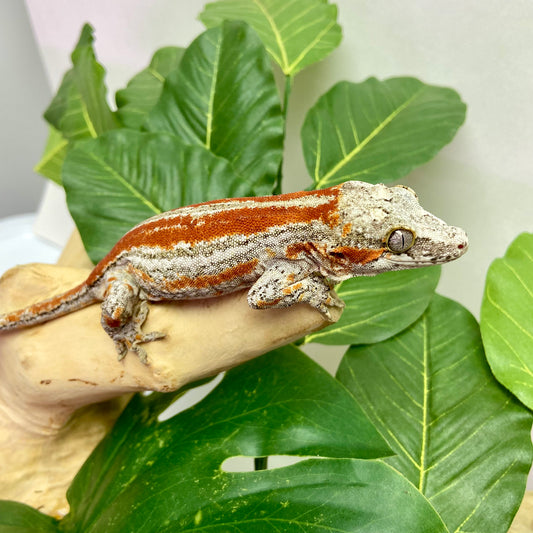 Red/Orange Super Stripe Gargoyle Gecko 2024 Female MT01
