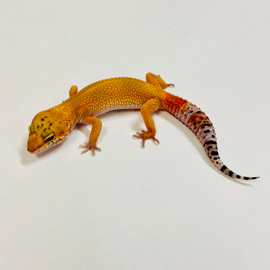 Super Hypo Blood Tangerine Carrot Tail Leopard Gecko Female 2025-100