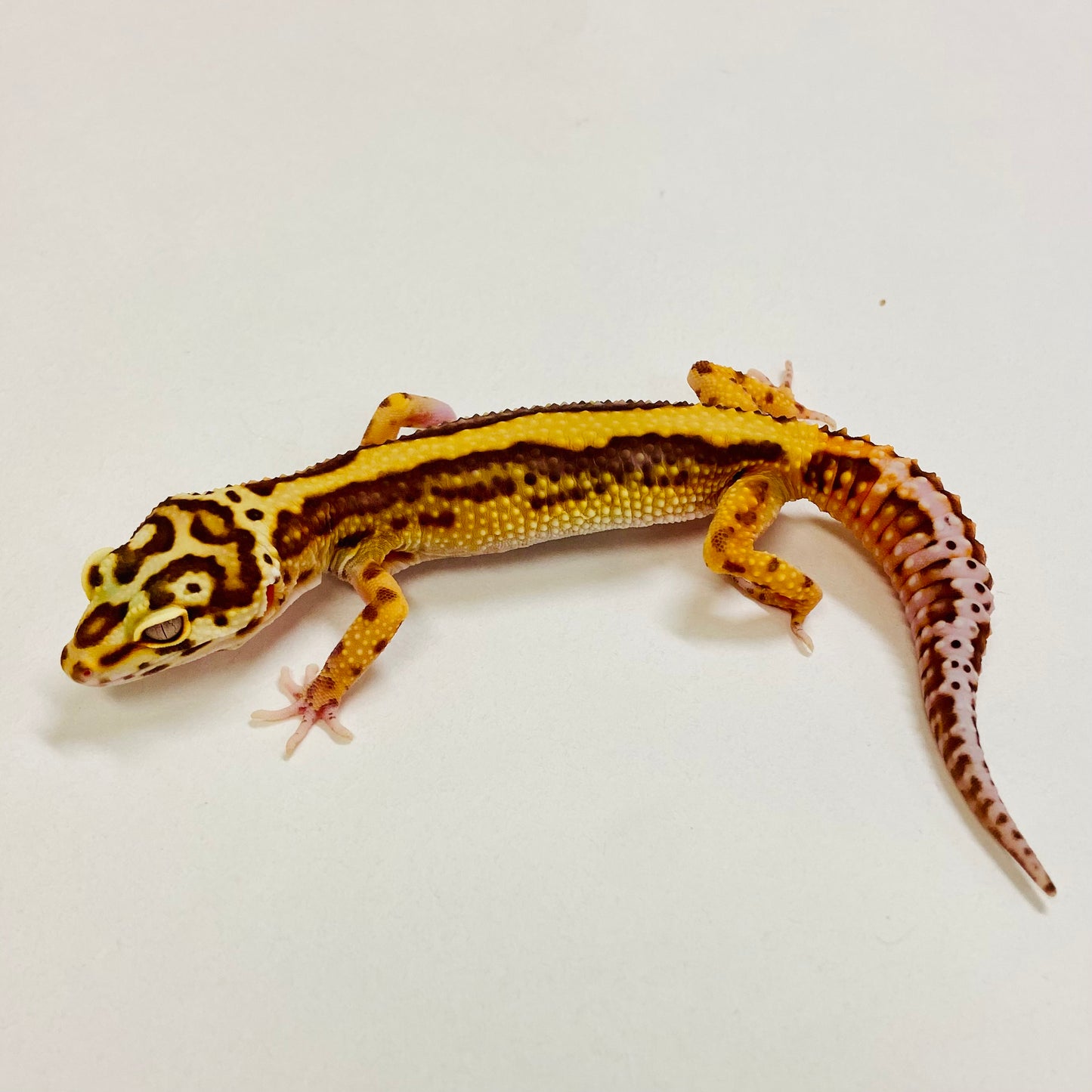 Bold Bell Leopard Gecko Female 2025-019