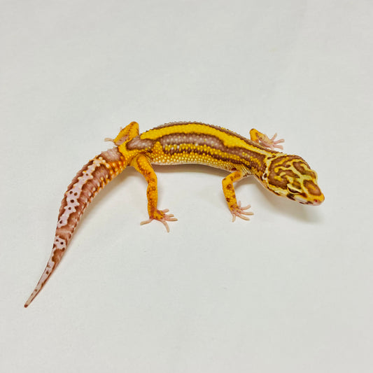 Bold Bell Leopard Gecko Female A-B11-122124-1