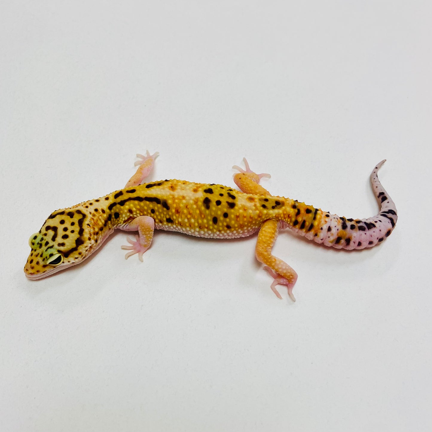 Normal Leopard Gecko Male 2025-158