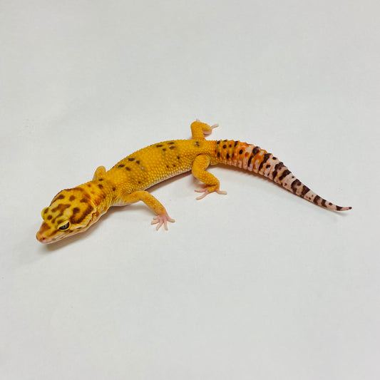 Hypo Tremper Tangerine Leopard Gecko Male B-A7-91524-1