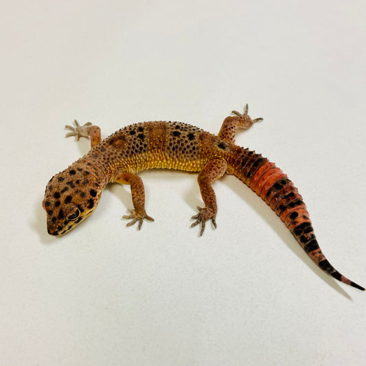 Dark Tangerine Leopard Gecko Male 2025-182