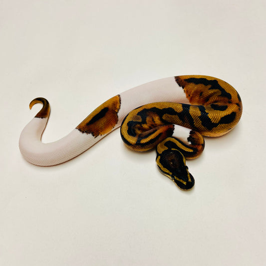 Pied Het Albino Ball Python Male 2025M02