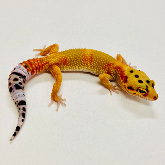 Citrine Leopard Gecko Pos Male 2025-130