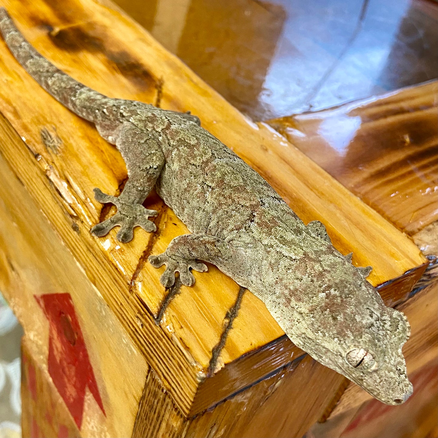 Chahoua Gecko 2023 Male 8323-1