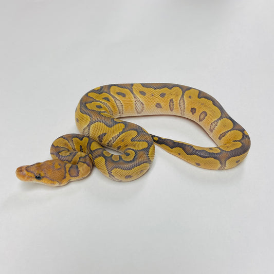 Hypo Clown Ball Python Female 2025F03