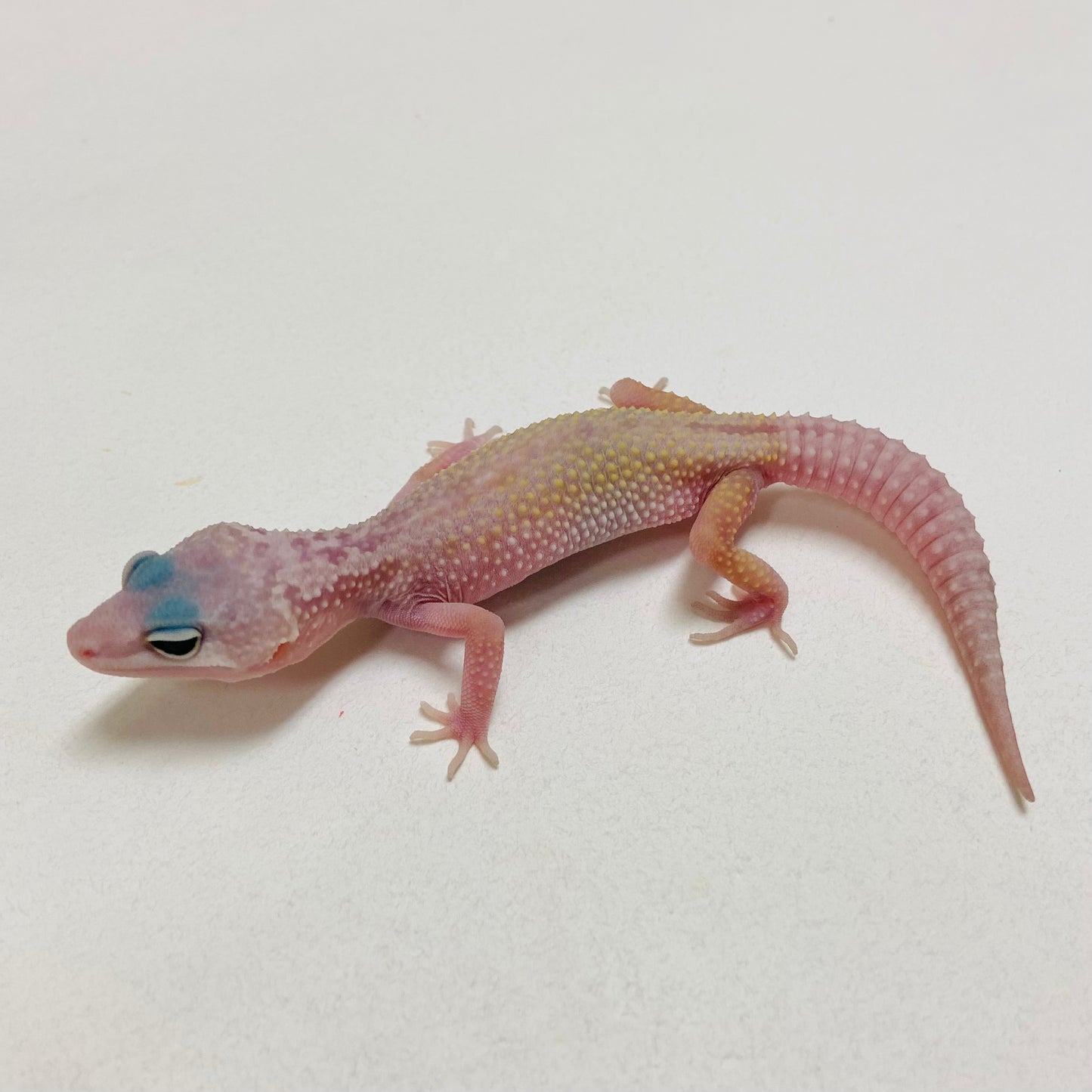 Murphy Patternless Pos MS Male Leopard Gecko 2025-005