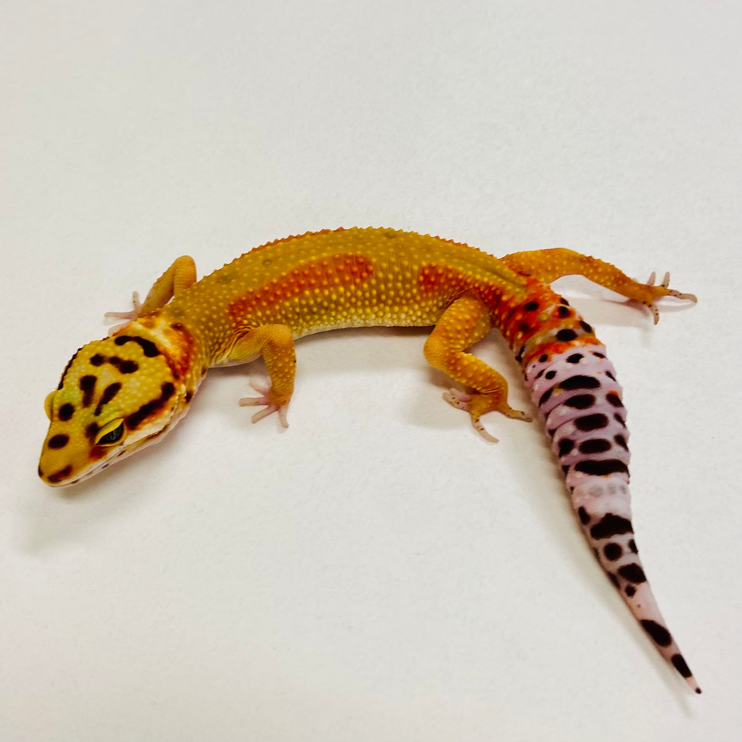 Citrine Leopard Gecko Female 2025-166