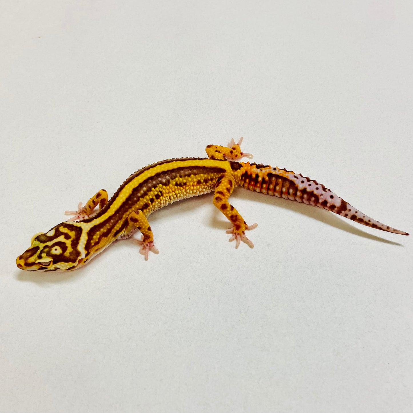 Bold Bell Leopard Gecko Female 2025-210