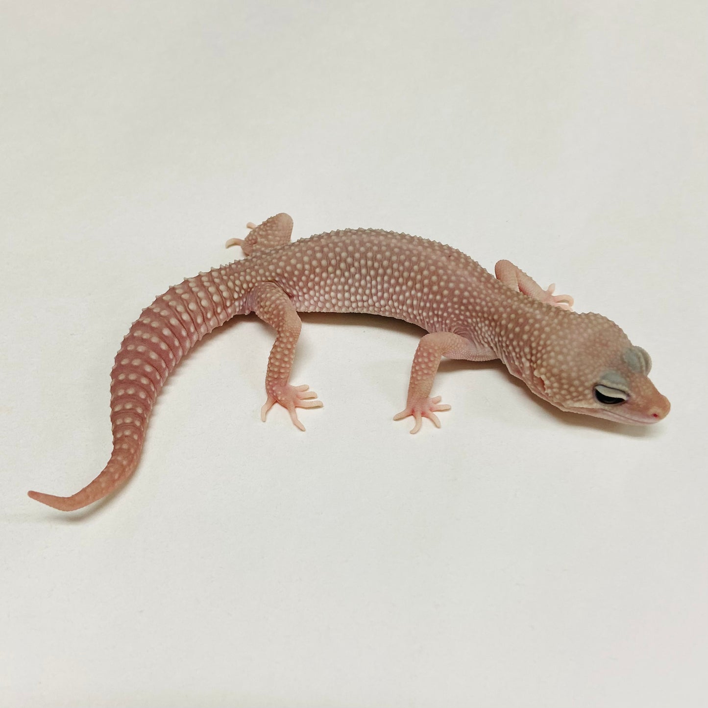 Super Snow Murphy Patternless Leopard Gecko Male A-C2-90324-1