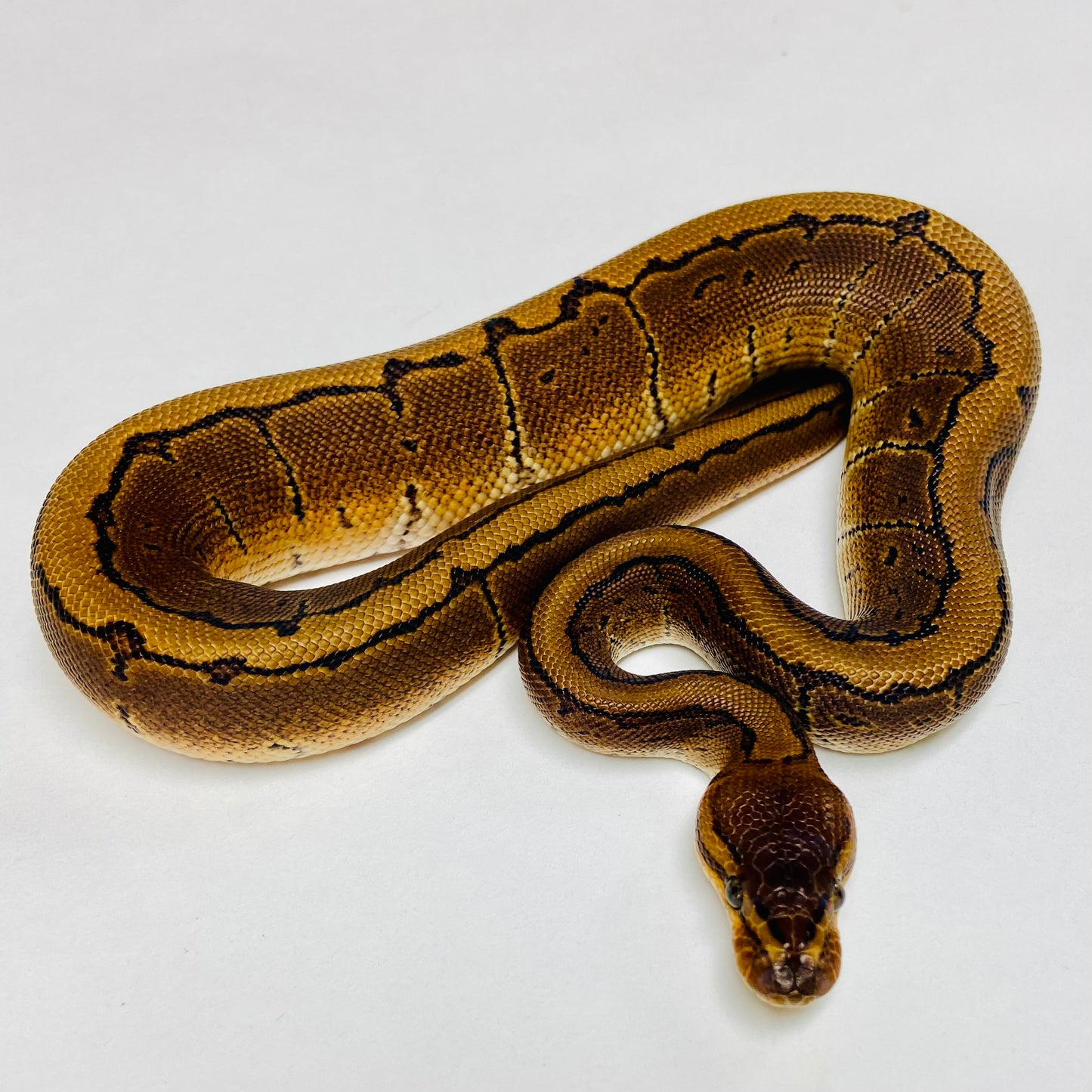 Pinstripe Ball Python Male 2025M01