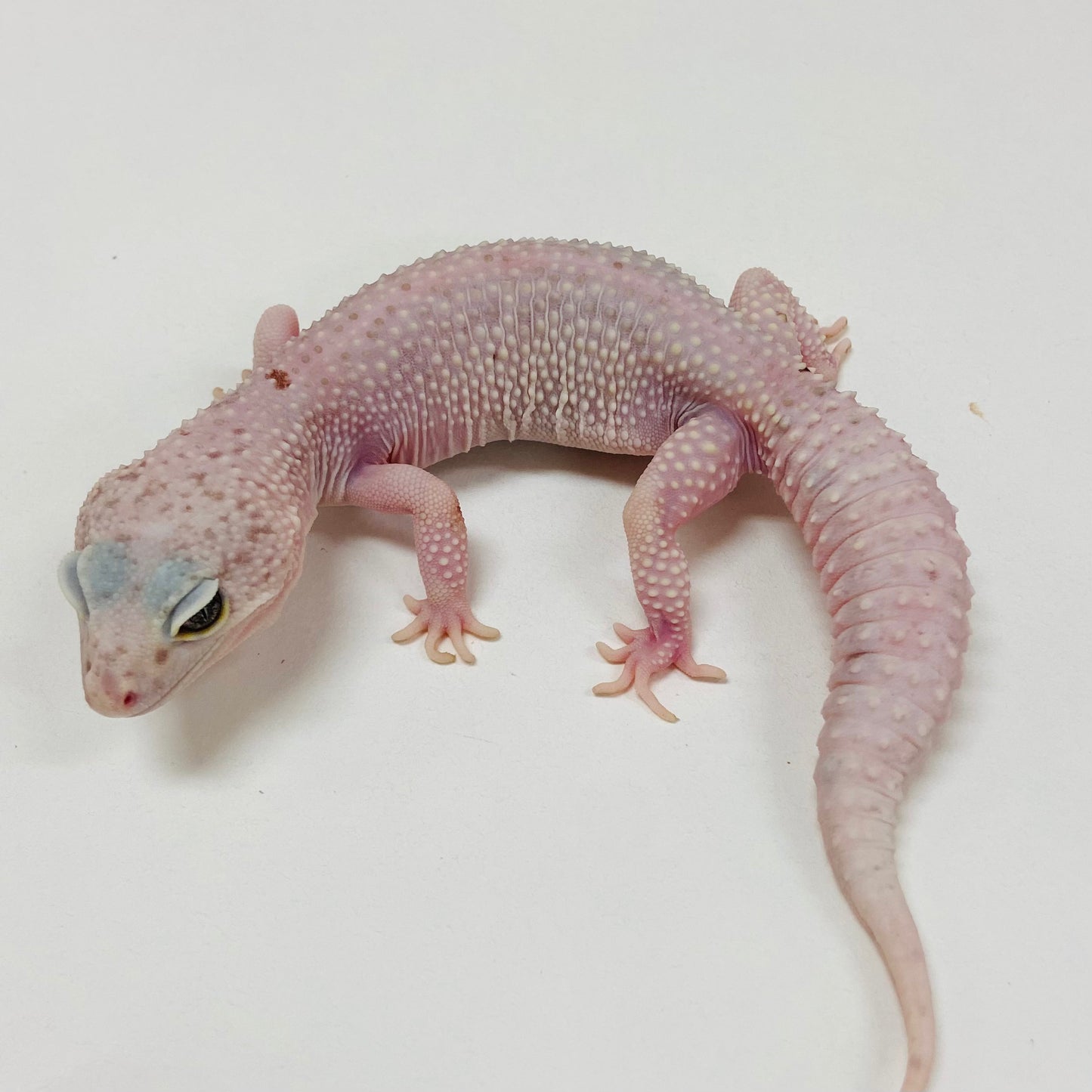 Adult Group 1.4 Lavender Mack Snow Leopard Gecko LBG-15