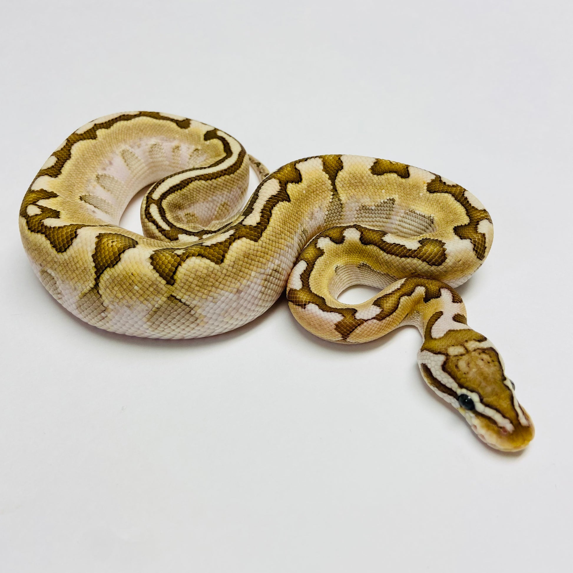 Vanilla Bamboo Ball Python Male - #2023M01