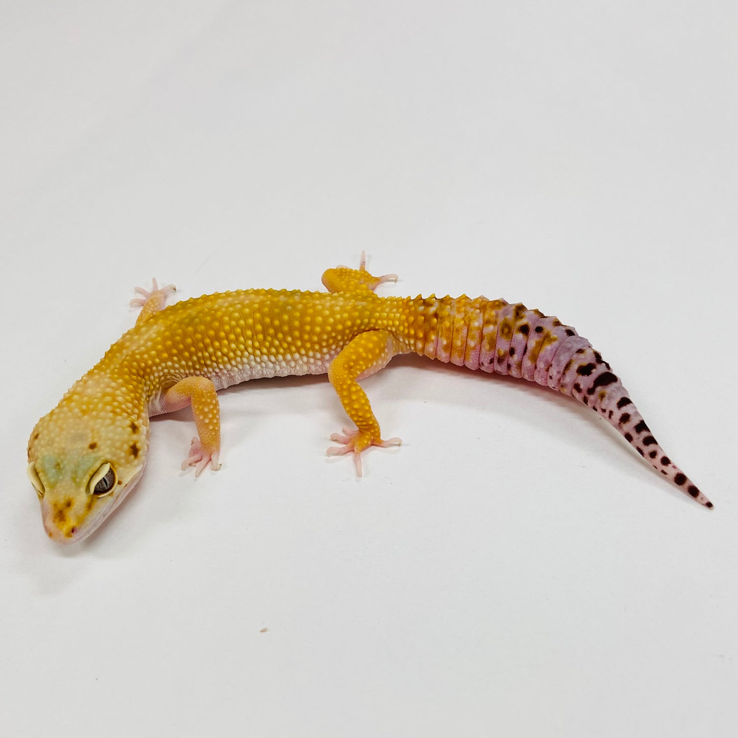 Super Hypo Tangerine Carrot Tail W/Y Leopard Geckos Female F-K3-80420-1