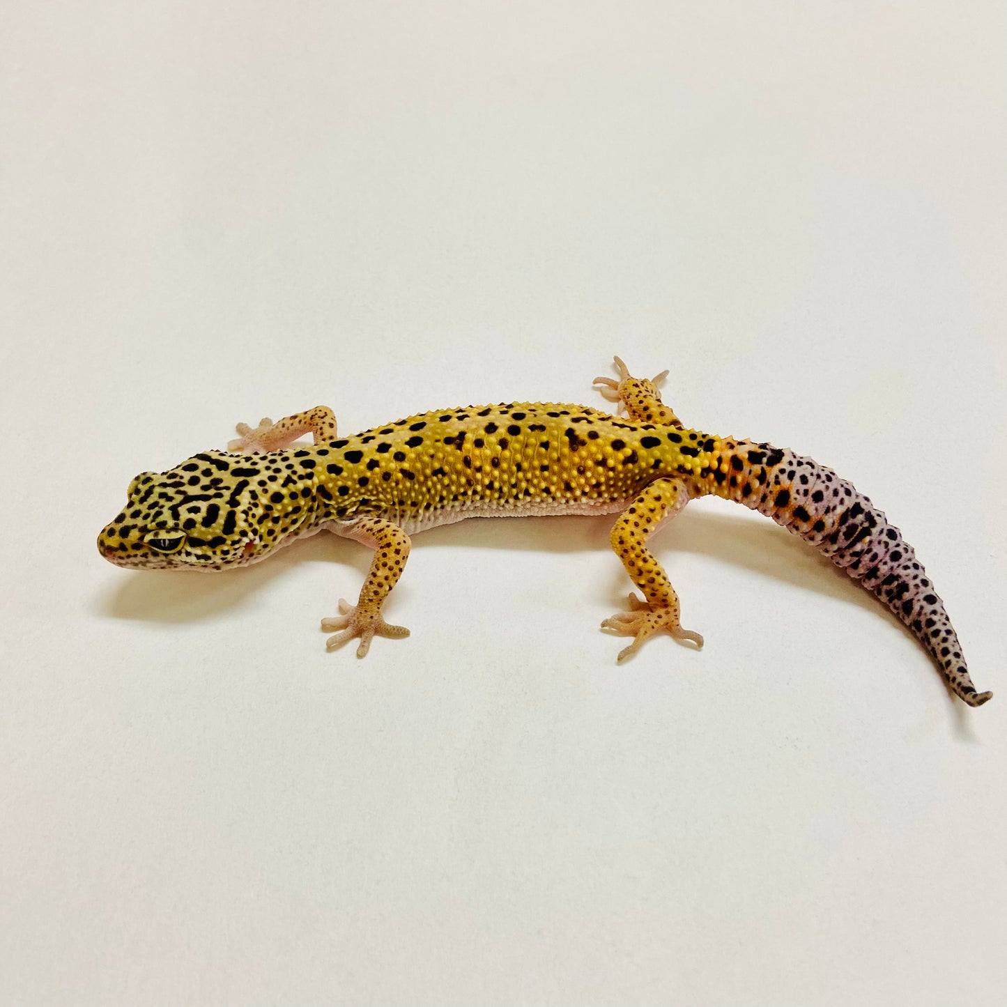 Mack Snow Leopard Gecko Female 2025-221