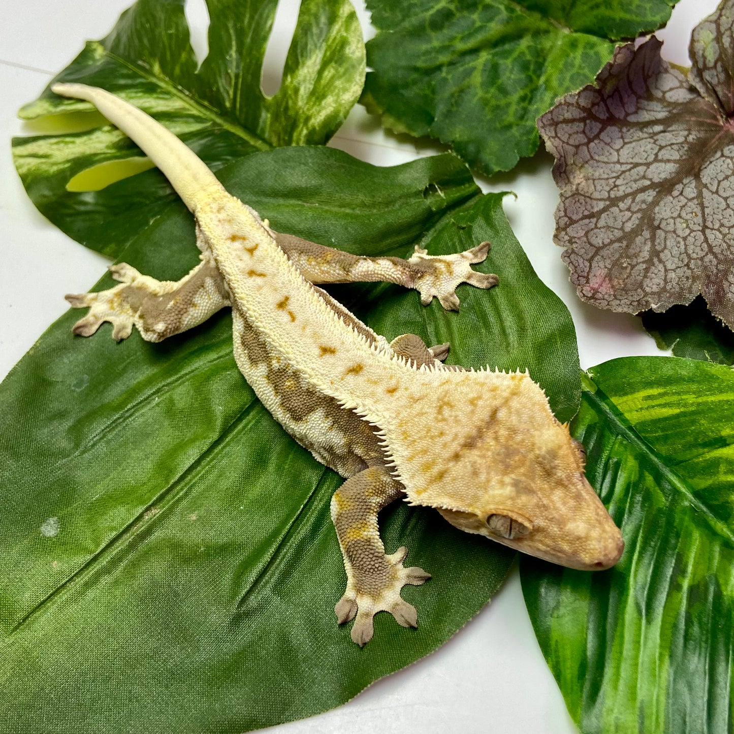 Lilly White Crested Gecko 2023 Male 70623-4