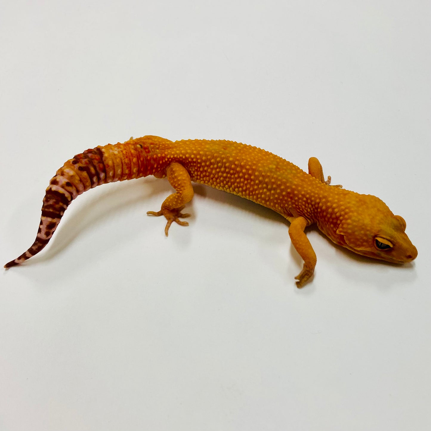 Sunglow Albino Tremper Leopard Gecko Male H-C7-90722-1