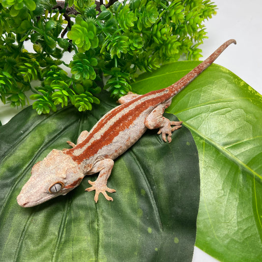Red/Orange Stripe Gargoyle Gecko 2024 Male AN401