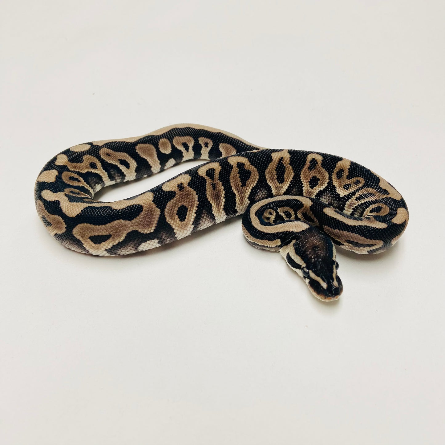 Lori Leopard Ball Python Female 2025F01