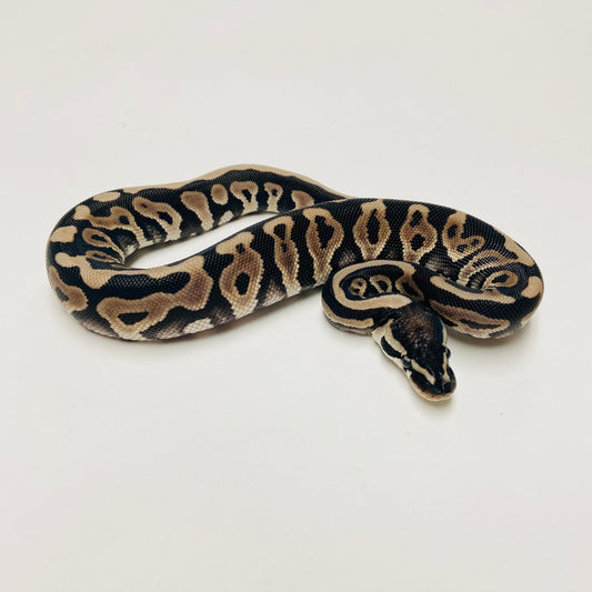 Lori Leopard Ball Python Female 2025F01