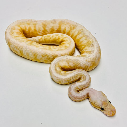 Banana Enchi Lesser Pewterbee Ball Python - Male #2022M01