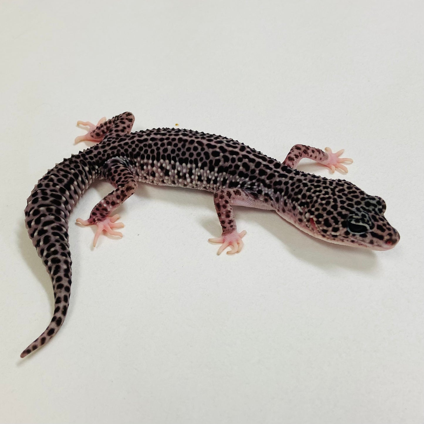 Dark Super Snow Reverse Stripe Leopard Gecko Male 2025-087