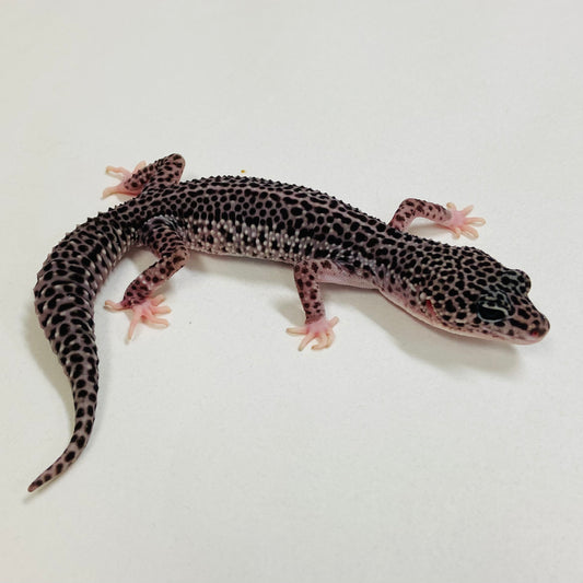 Dark Super Snow Reverse Stripe Leopard Gecko Male 2025-087