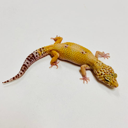 Raptor Pos Het Murphy Patternless Leopard Gecko Female C-L11-80619-1