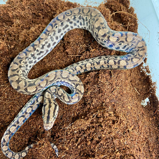 Colombian Rainbow Boa 2025 Female F04