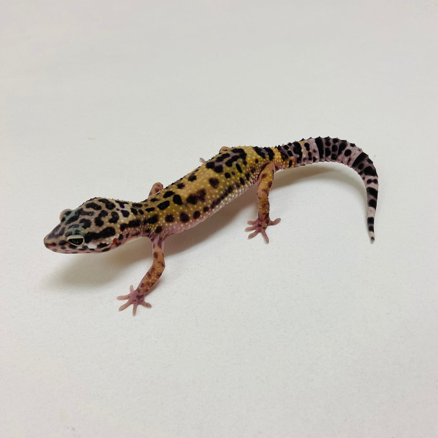 Mack Snow Leopard Gecko 2025-009