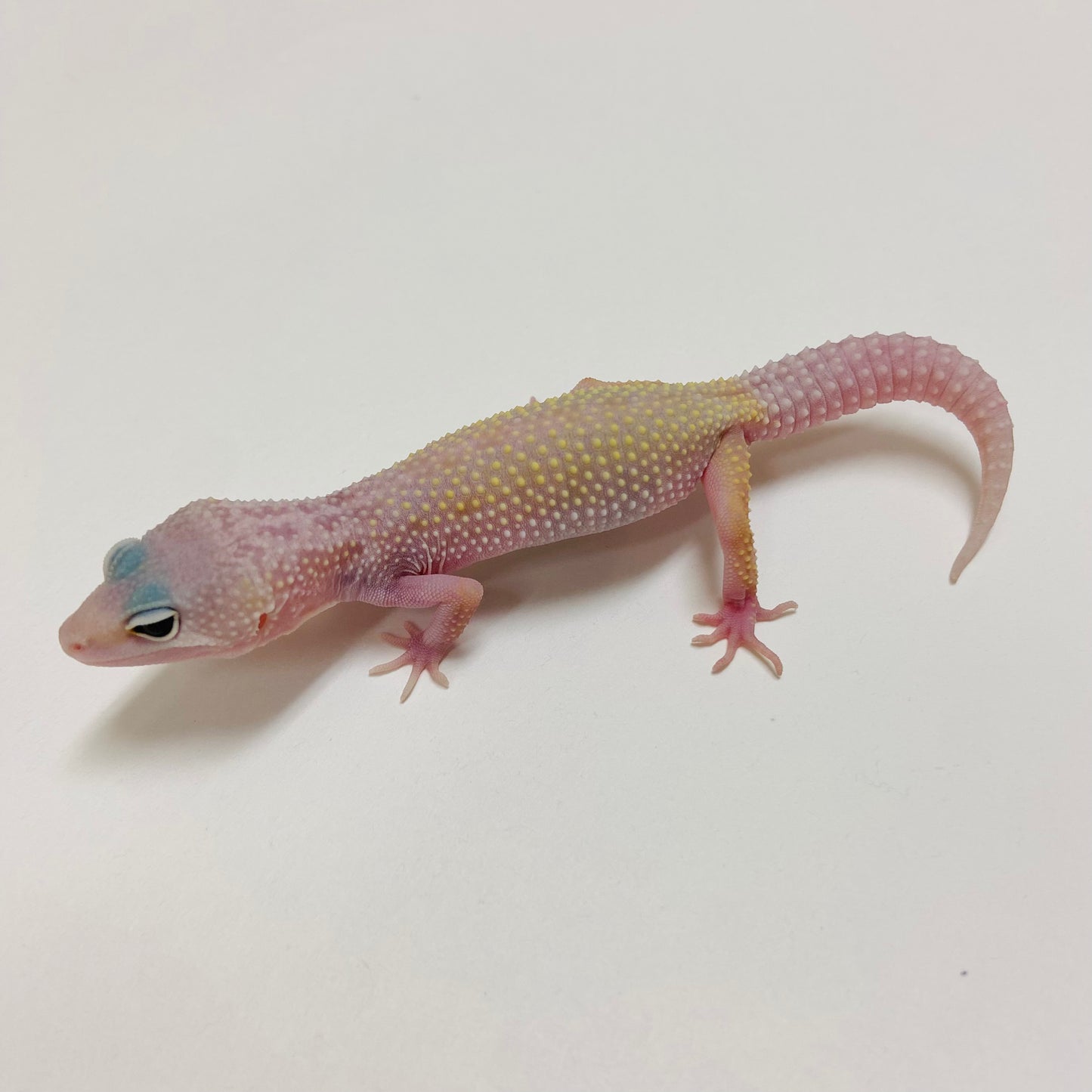 Murphy Patternless Pos MS Eclipse Leopard Gecko 2025-037