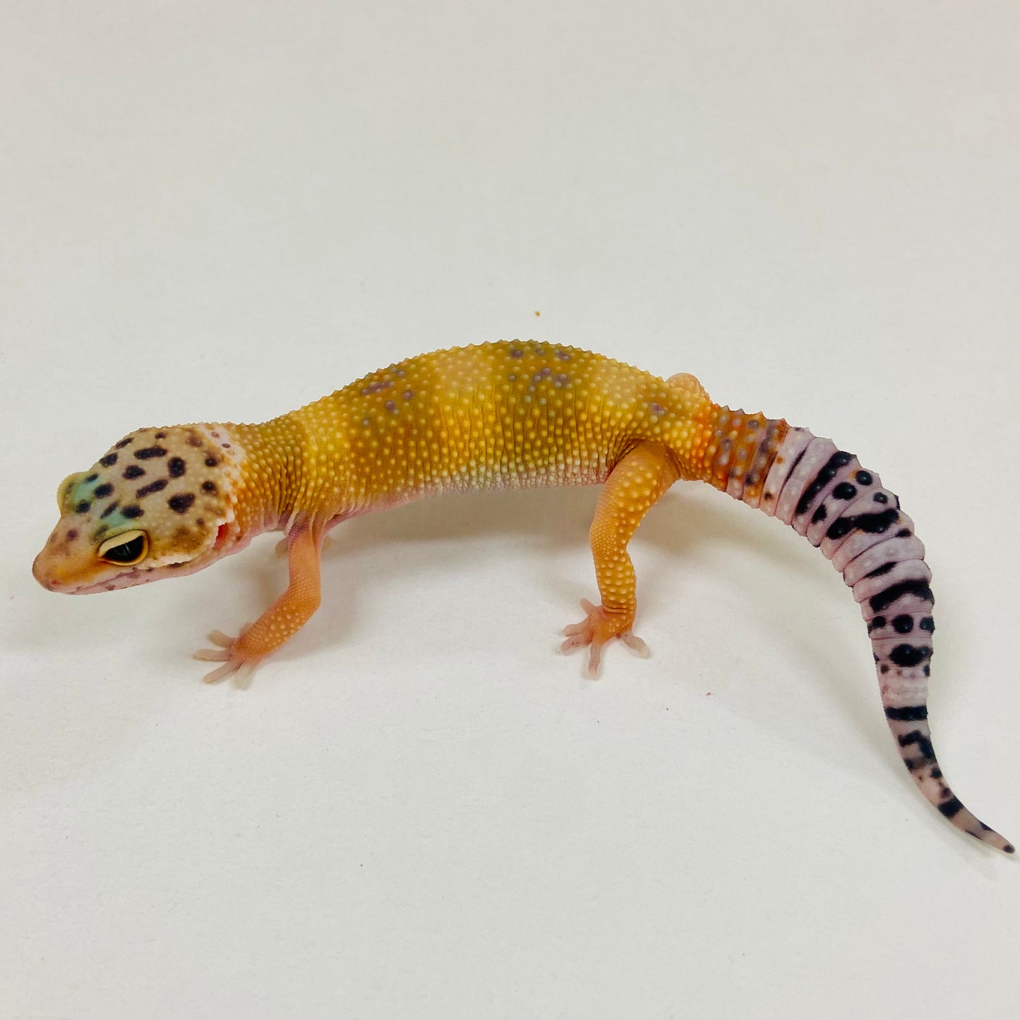 Tangerine Leopard Gecko 2025-110