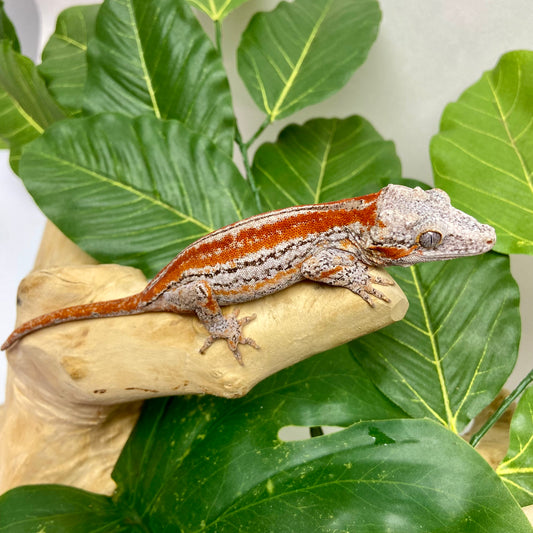 Red/Orange Six Stripe Gargoyle Gecko 2025 Unsexed 52225-05