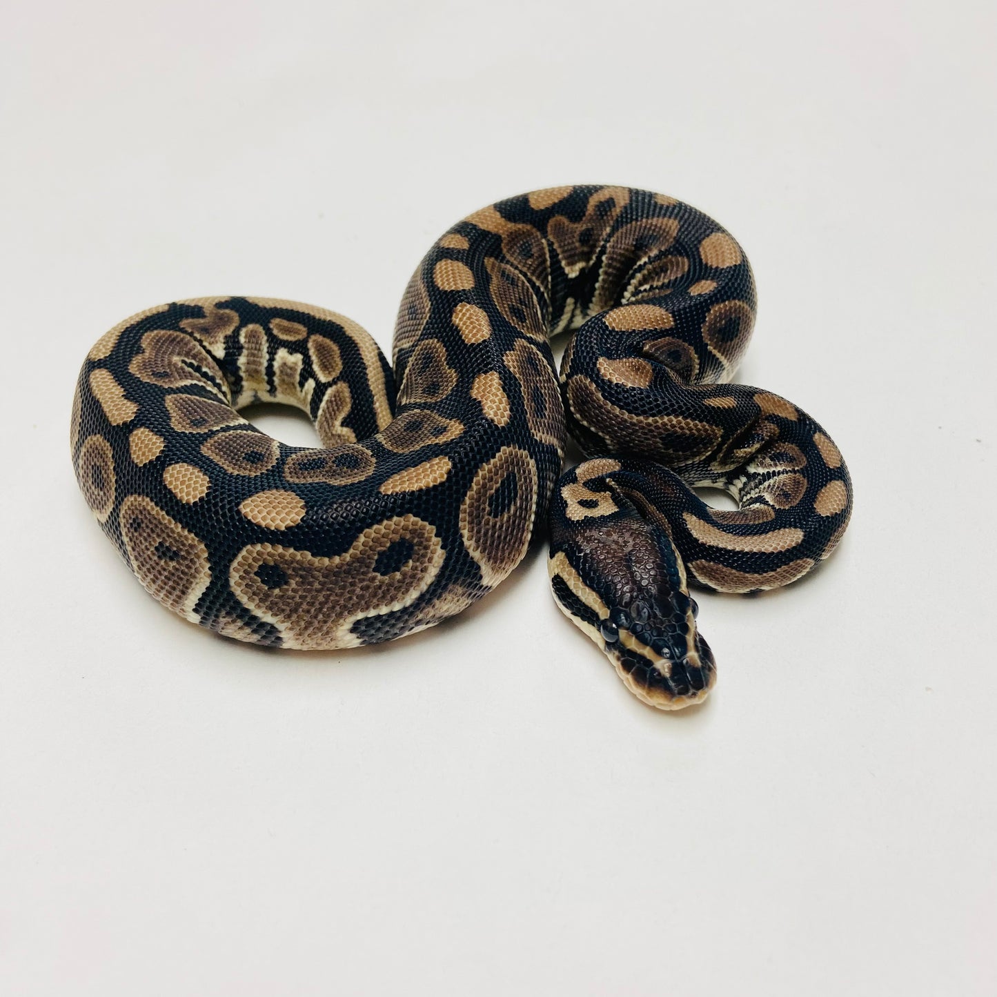 Lori Ball Python Female 2025F01
