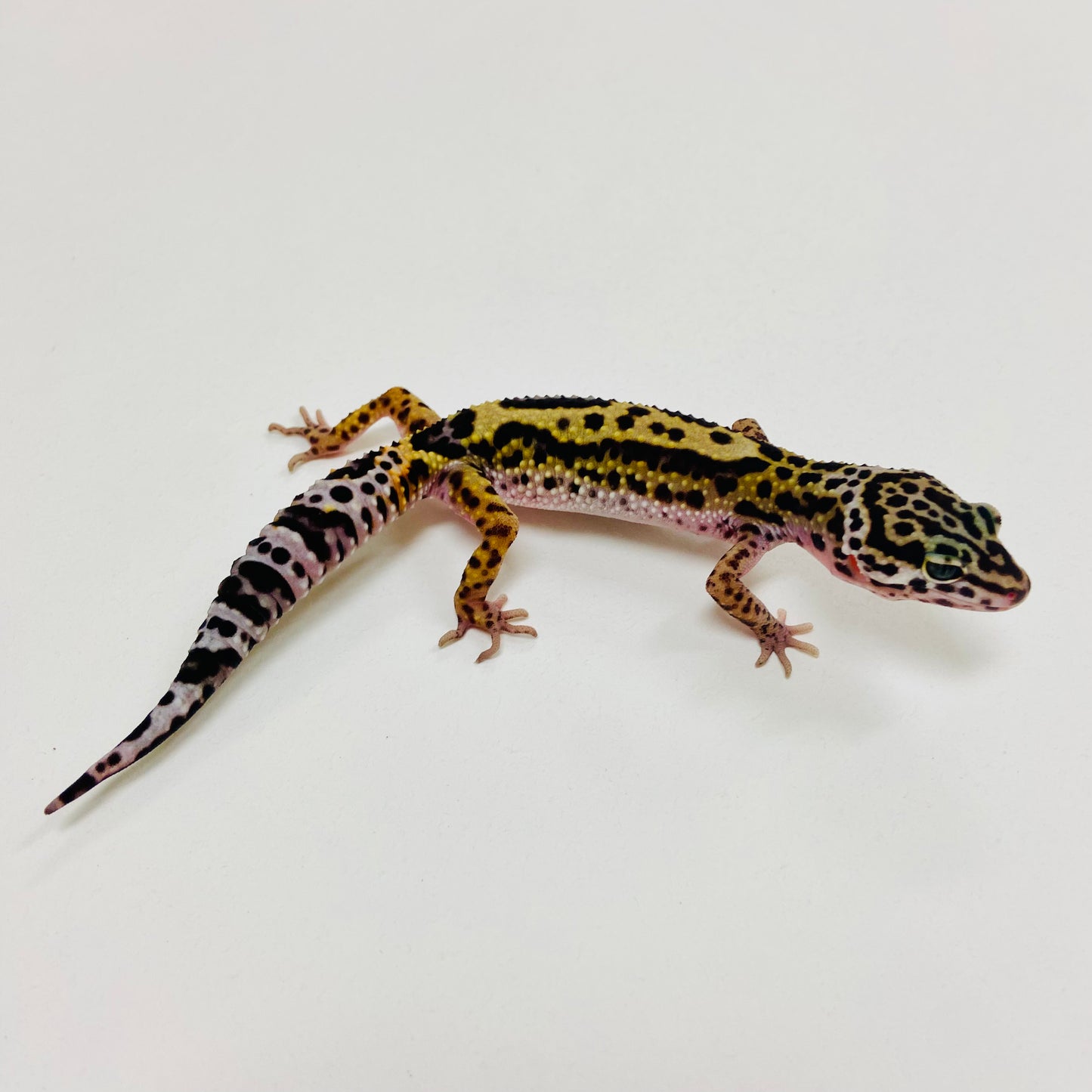 Dark Jungle Mack Snow Leopard Gecko 2025-143
