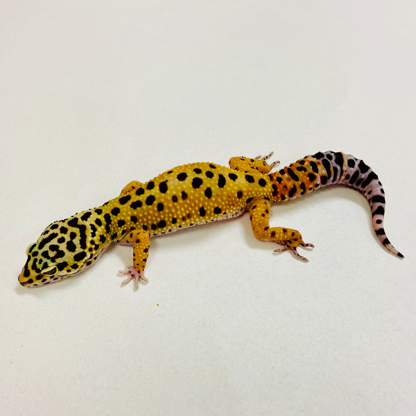 Tangerine Leopard Gecko Female 2025-189