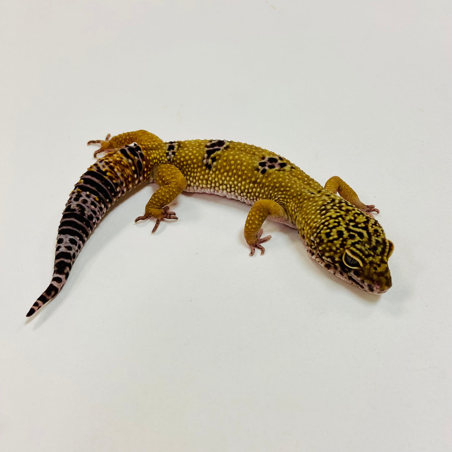 Dark Mack Snow Leopard Gecko Male I-A7-71222-1