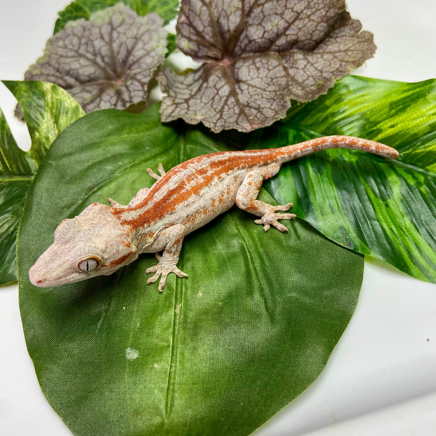 Red/Orange Stripe Gargoyle Gecko 2025 Male 10725-04