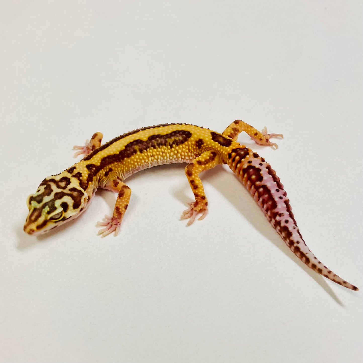 Bold Bell Leopard Gecko Female 2025-049