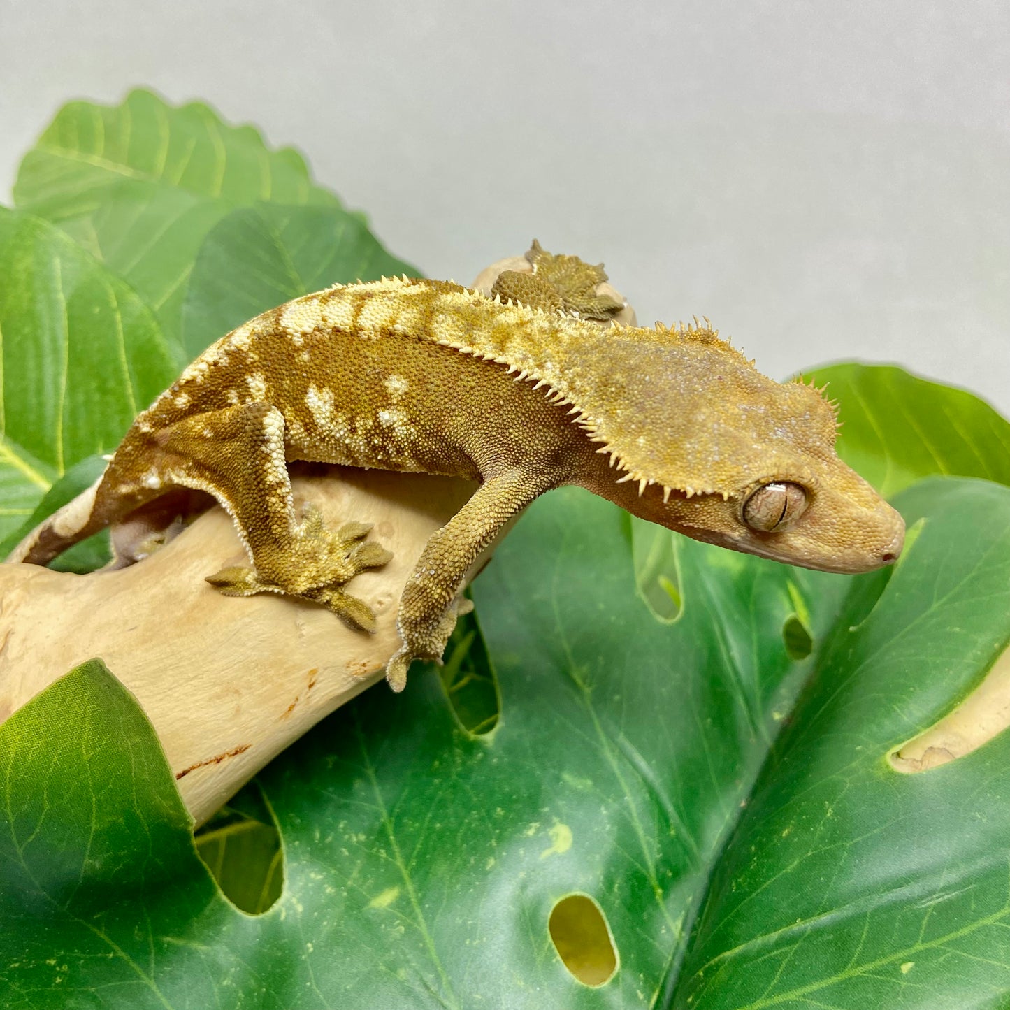 Harlequin Crested Gecko CG24-02