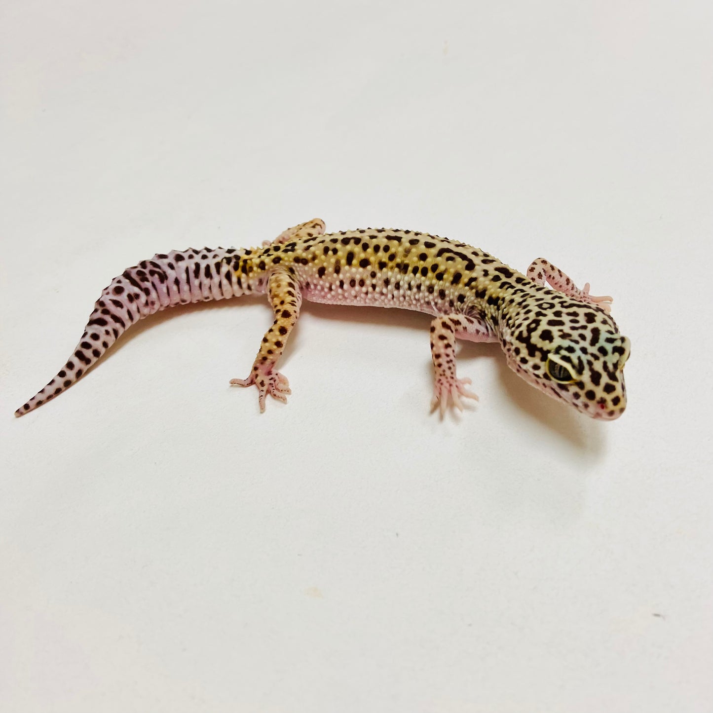 Dark Mack Snow Leopard Gecko Female I-C6-71523-1