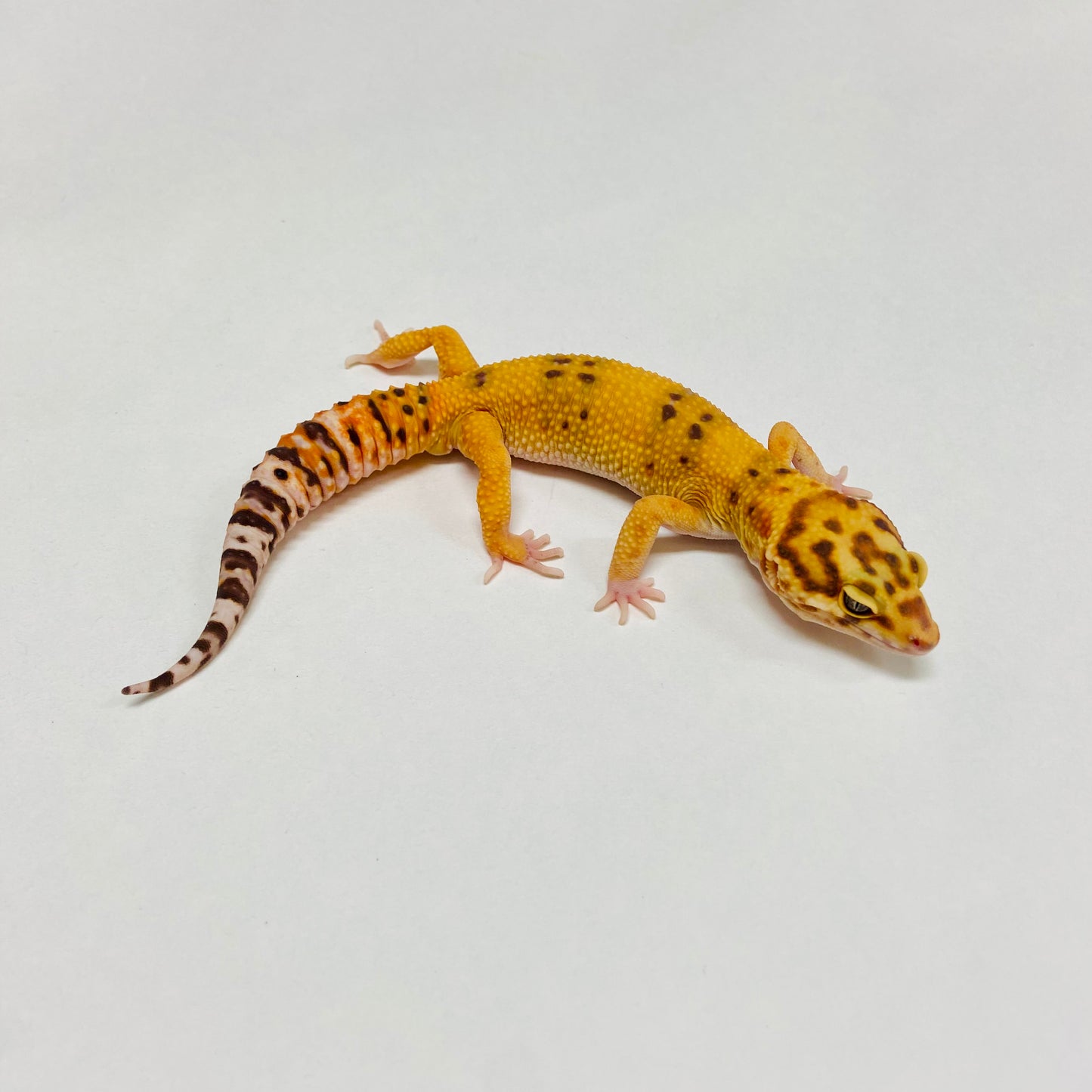 Hypo Tremper Tangerine Leopard Gecko Male B-A7-91524-1