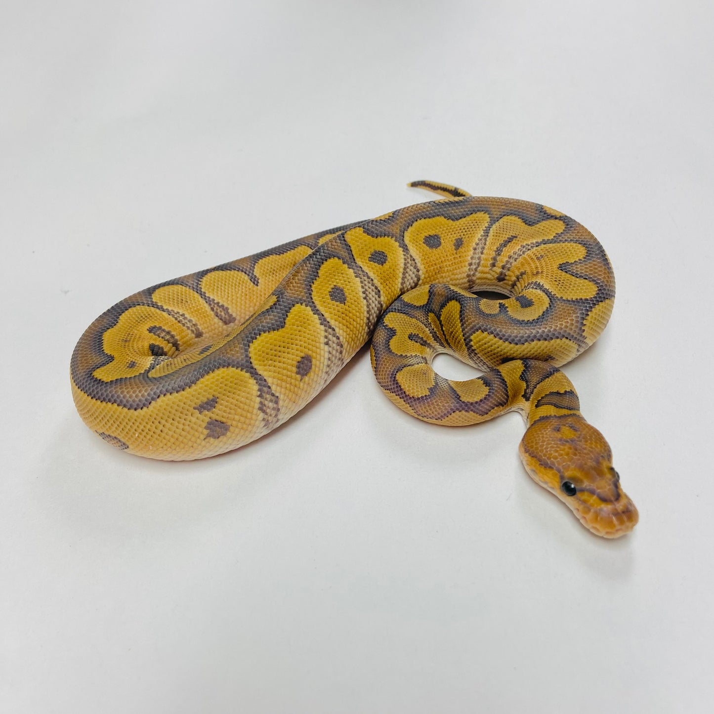 Hypo Clown Ball Python Female 2025F03